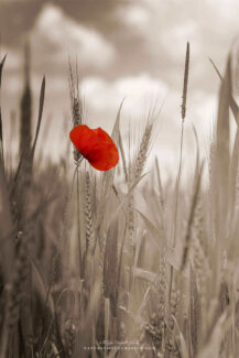 Le rouge d'un coquelicot