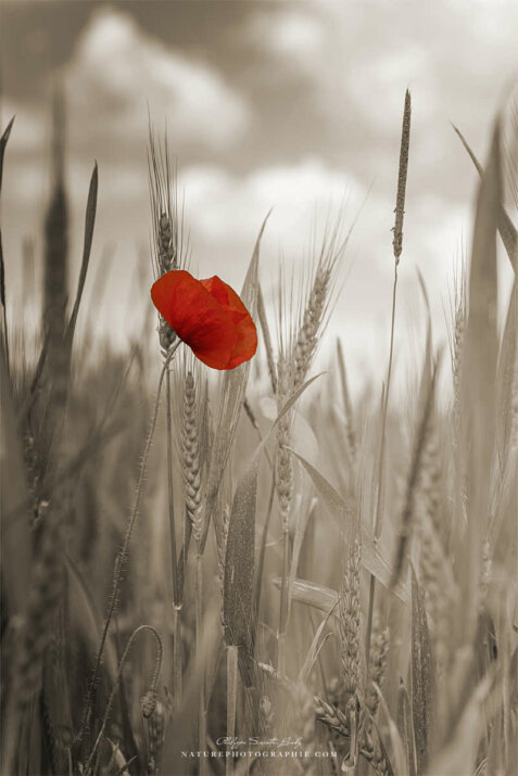 Le rouge d'un coquelicot