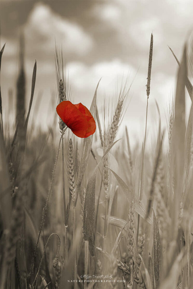 Le rouge d'un coquelicot