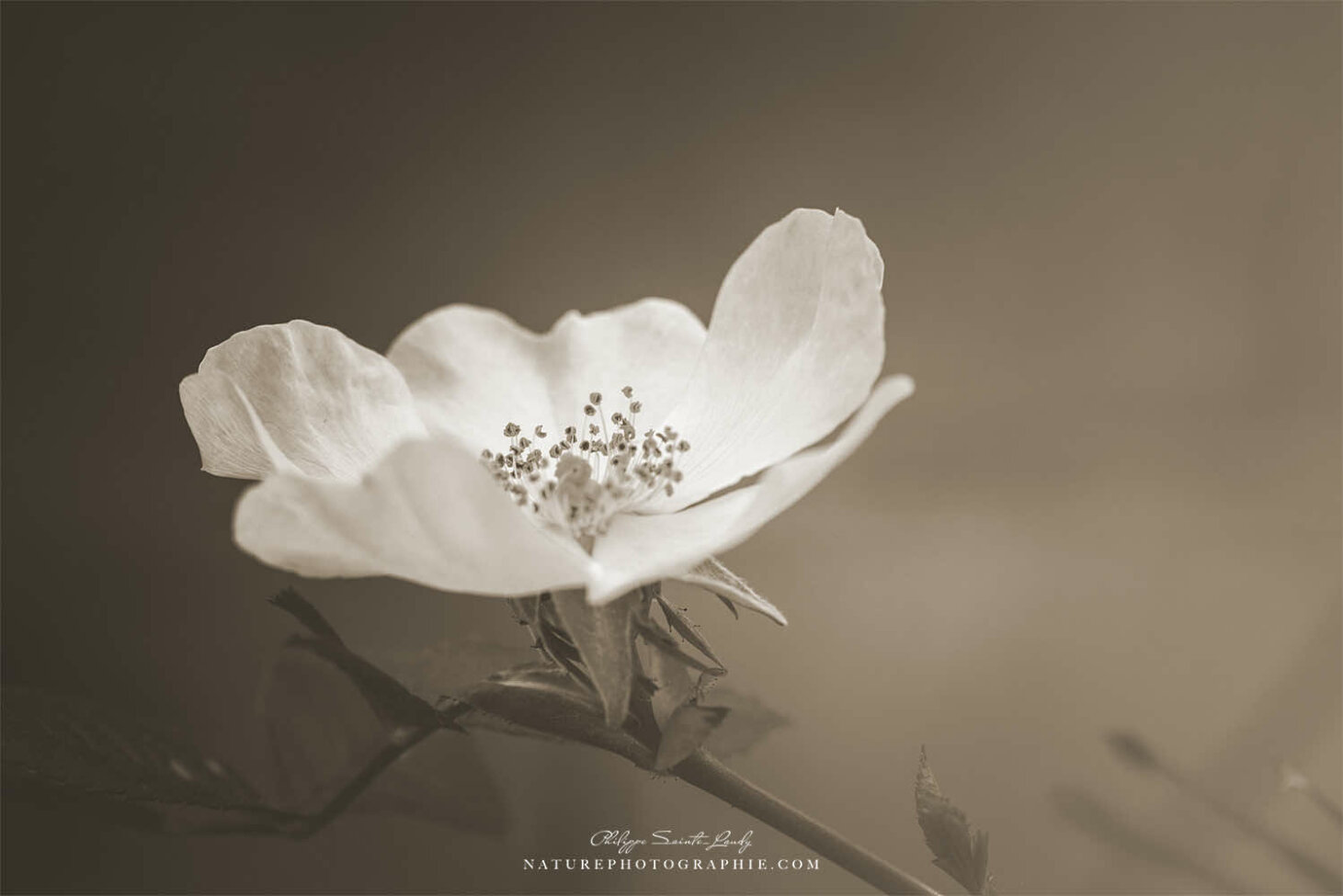 Fleur blanche en sépia