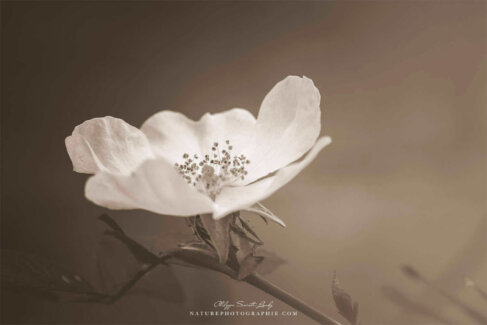 Fleur blanche en sépia