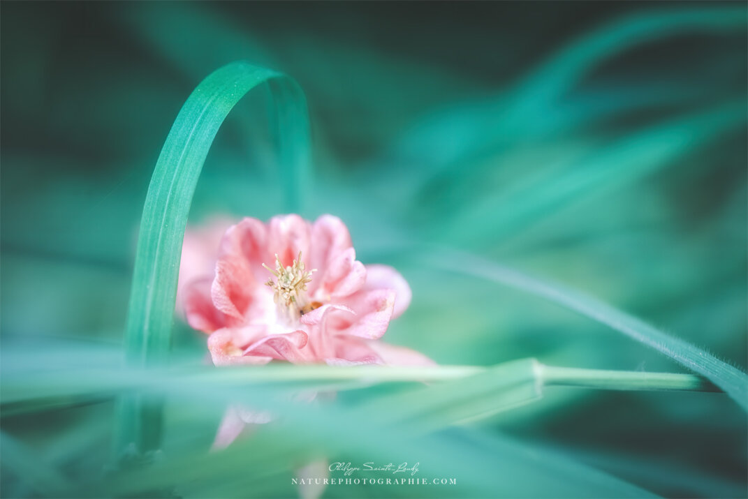 Ancolie en gros plan