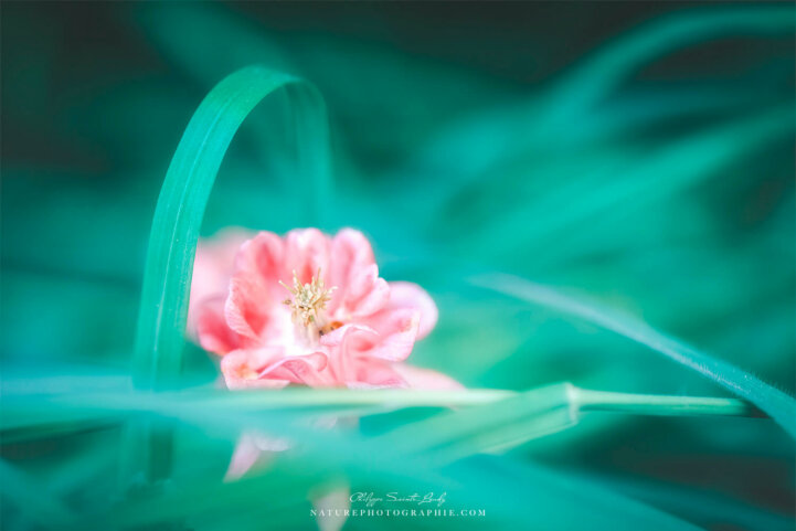 Ancolie en gros plan