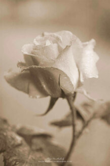 Portrait d'une rose en sépia