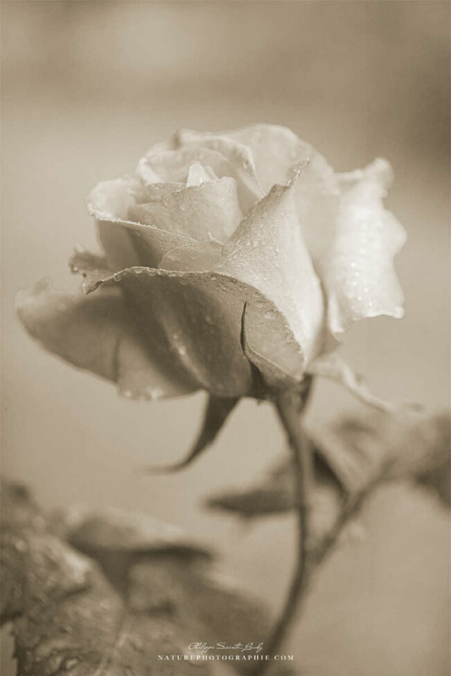 Portrait d'une rose en sépia