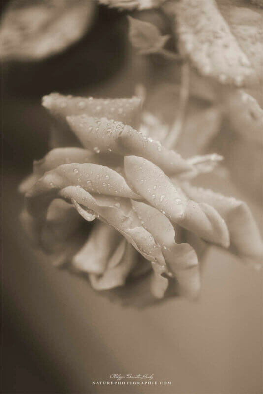 Rose en sépia