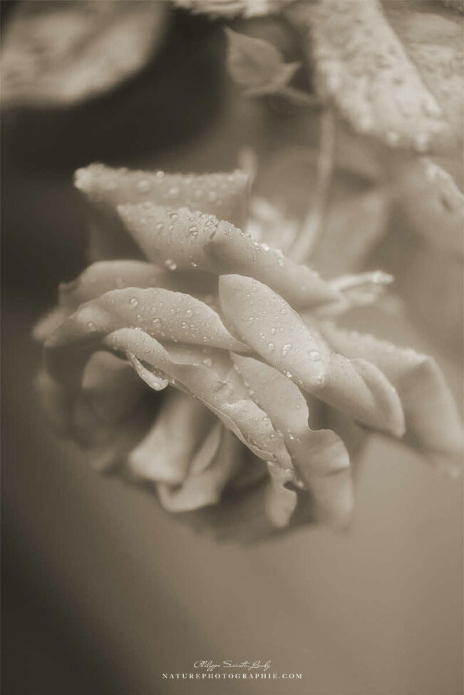 Rose en sépia
