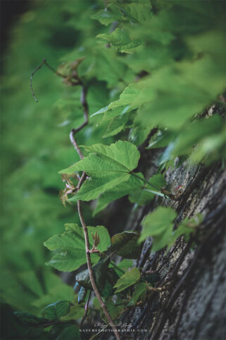 Feuilles de lierre