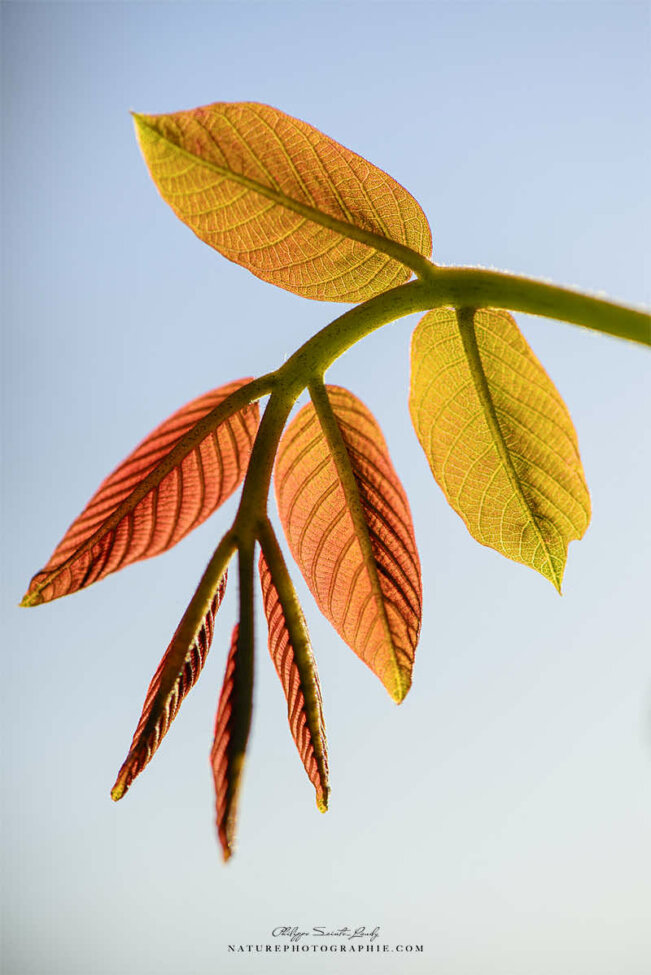 Feuilles de noyer