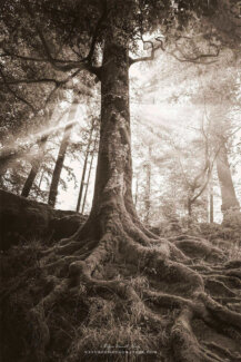 Rayons de lumière en forêt
