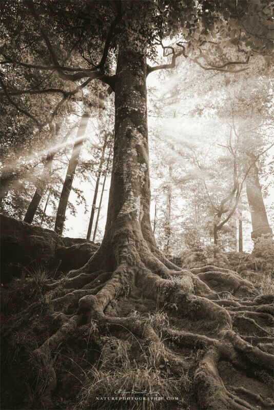Rayons de lumière en forêt
