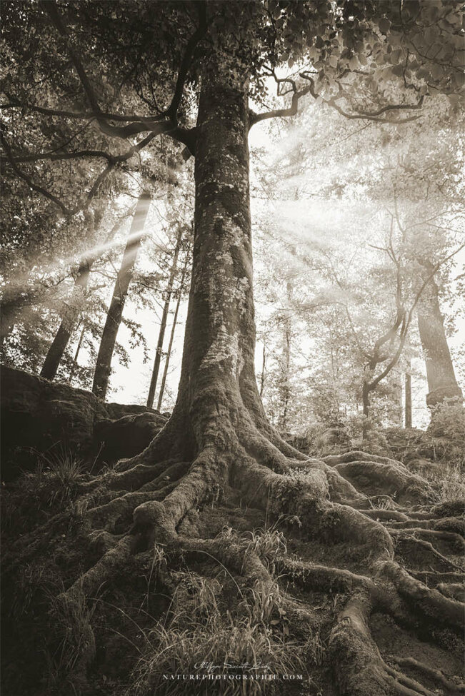Rayons de lumière en forêt