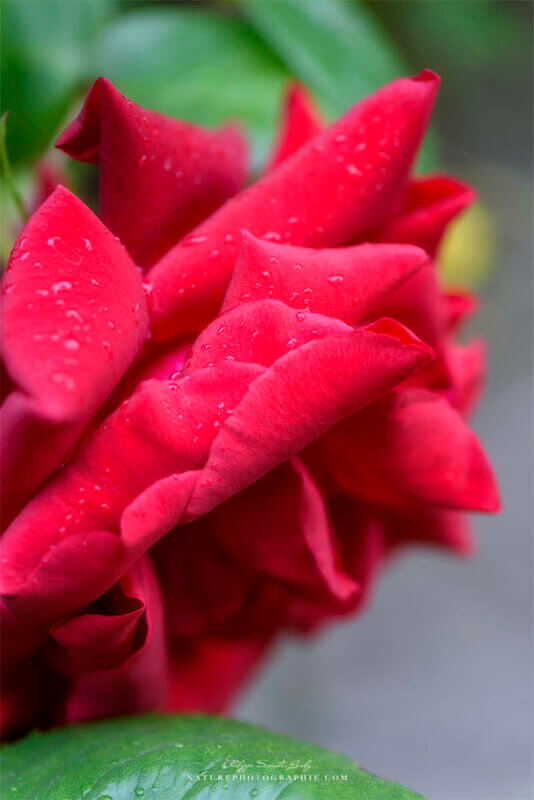 Rose rouge en macro