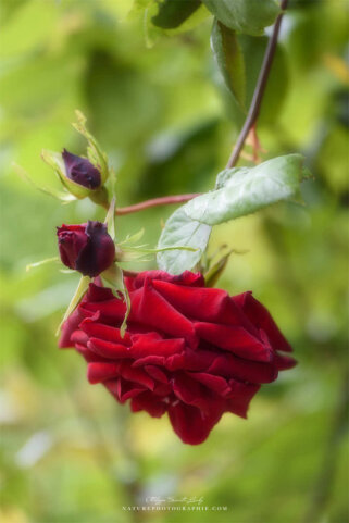 Rose rouge en gros plan