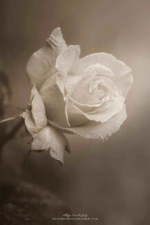 Une rose en sépia