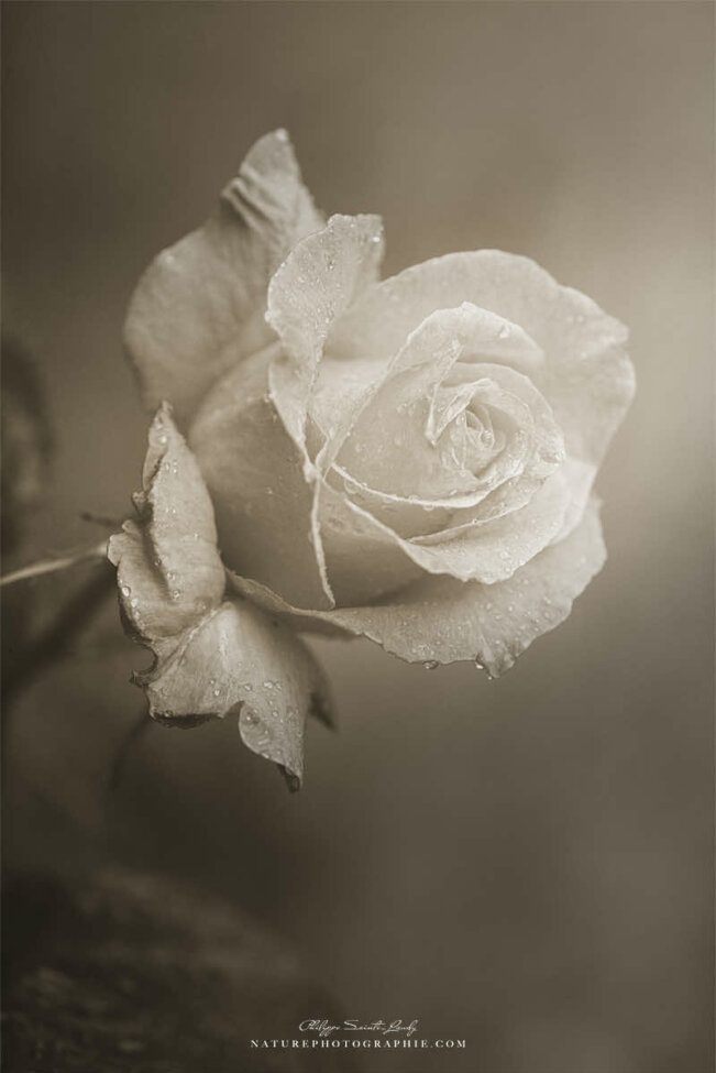 Une rose en sépia