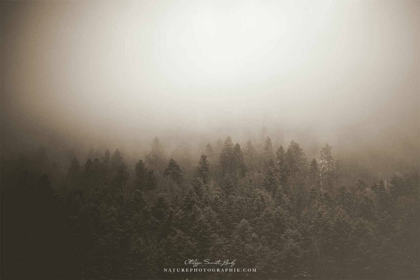 Forêt de sapins dans la brume