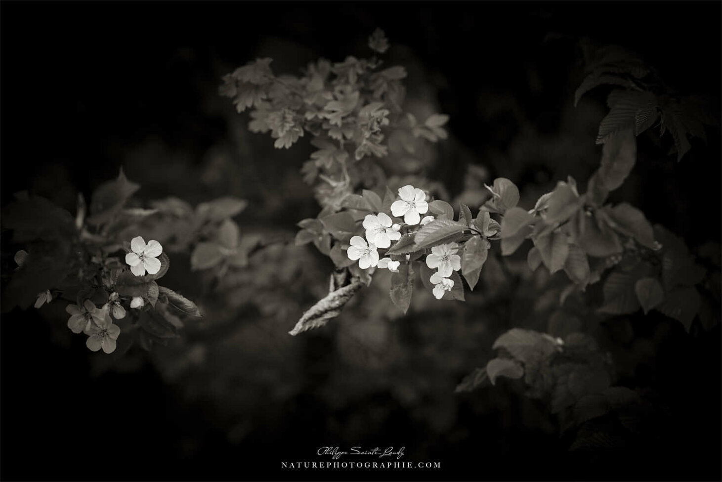 Fleurs en noir et blanc