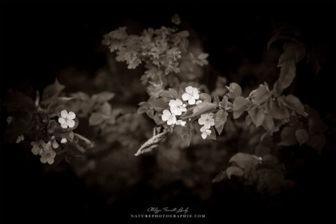 Fleurs en noir et blanc