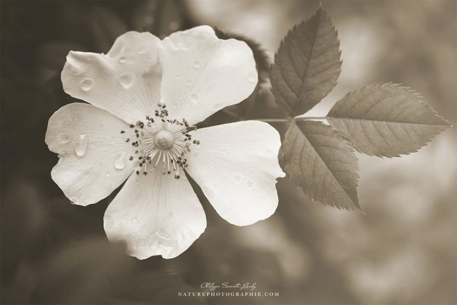 Fleur sépia