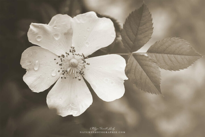 Fleur sépia