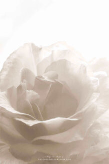 Gros plan d'une rose en sépia