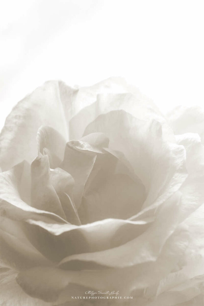 Gros plan d'une rose en sépia