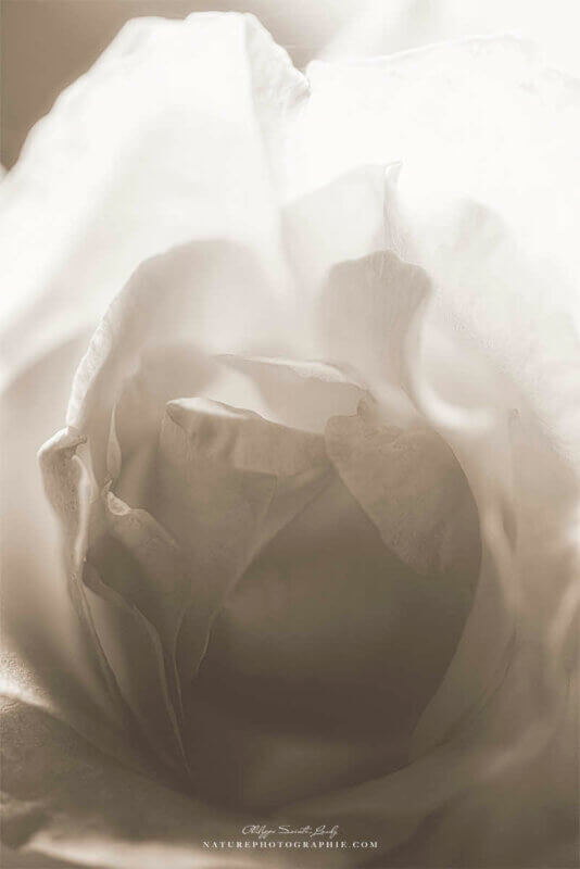 Cœur de rose