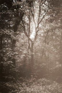 Un arbre au milieu de la forêt