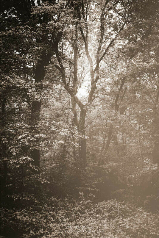 Un arbre au milieu de la forêt