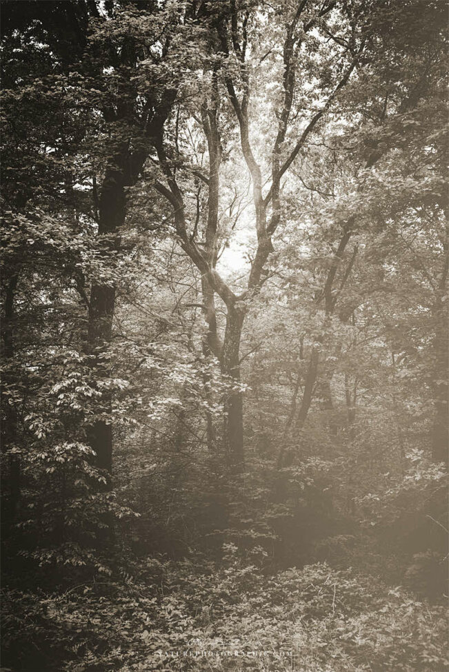 Un arbre au milieu de la forêt