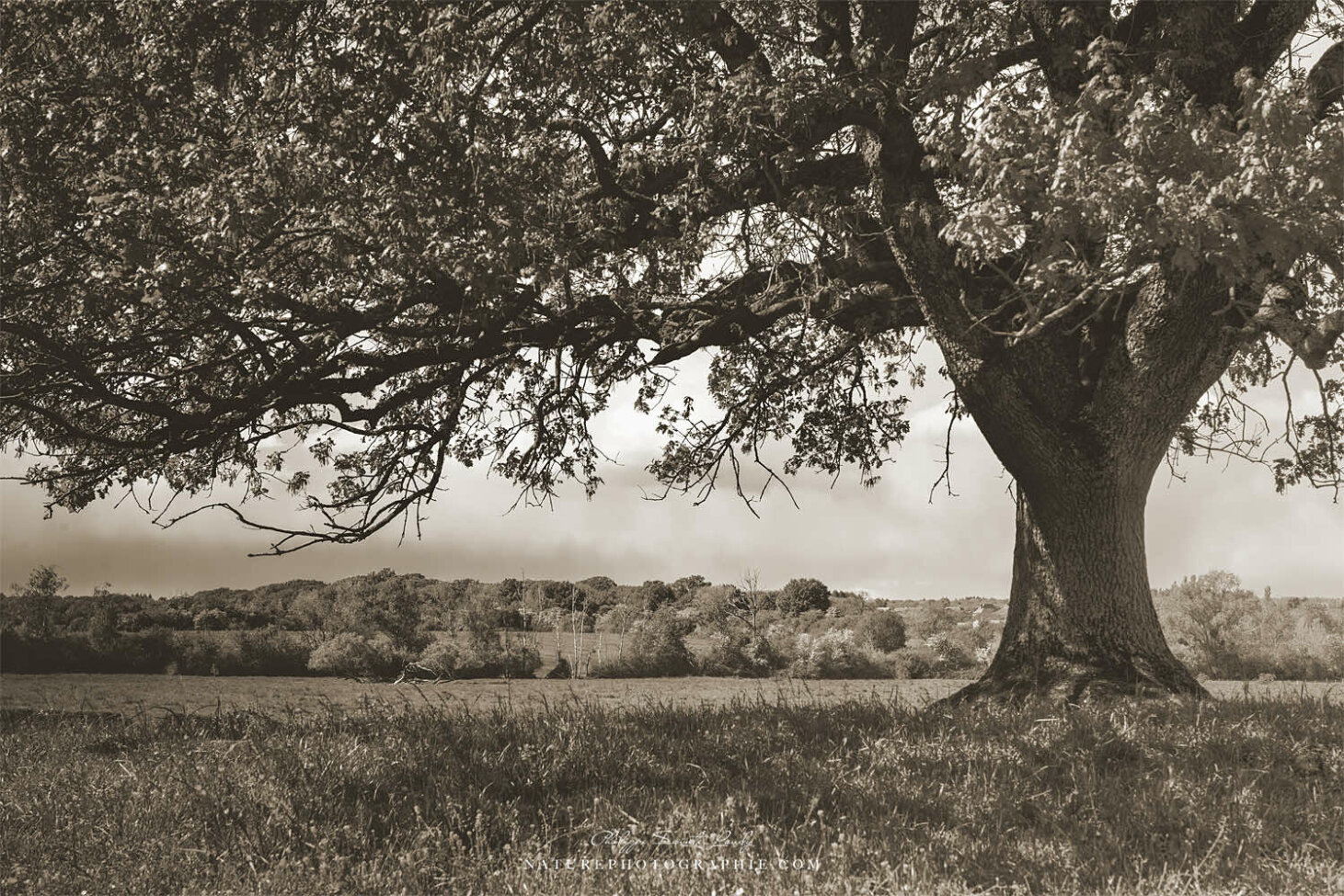 Vieux chêne en sépia