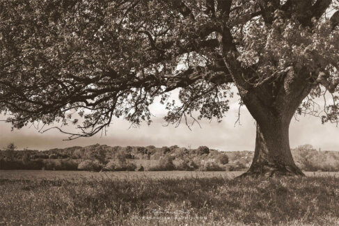 Vieux chêne en sépia