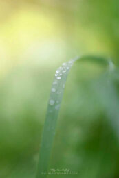 Gouttes d'eau sur une herbe