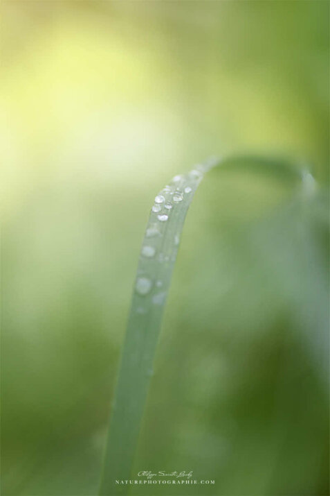 Gouttes d'eau sur une herbe