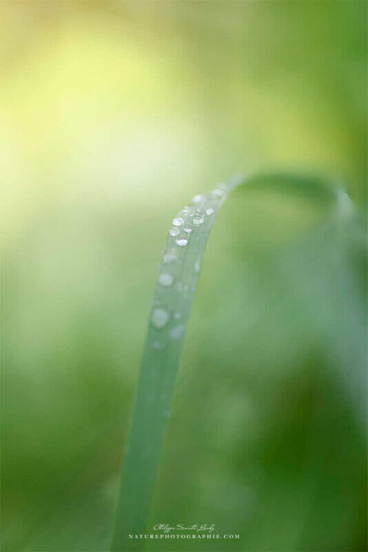 Gouttes d'eau sur une herbe