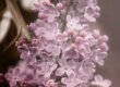 Photos de lilas