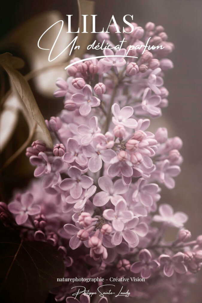 Lilas Photos de lilas
