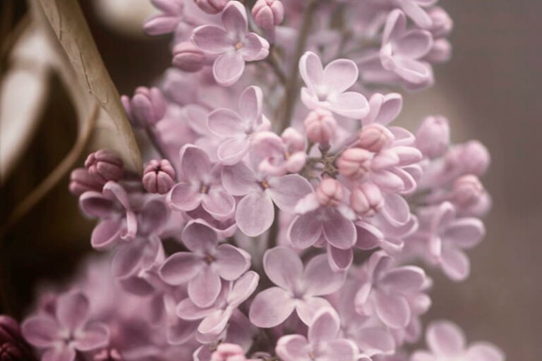Photos de lilas