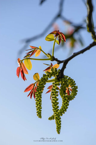Feuilles de noyer au printemps