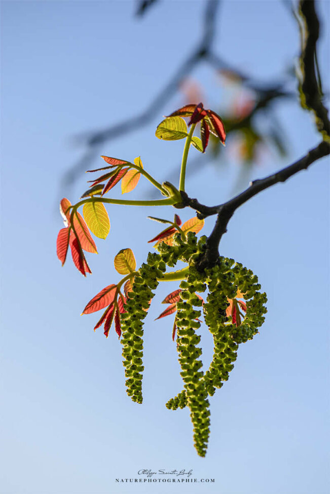 Feuilles de noyer au printemps