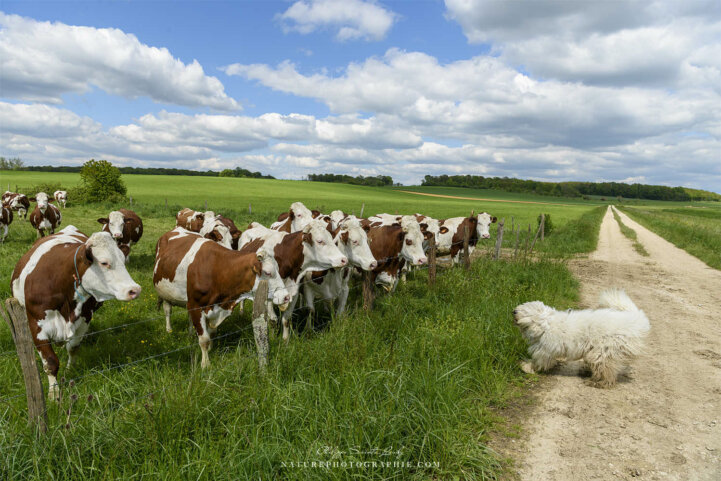 Komondor face à un troupeau de vaches