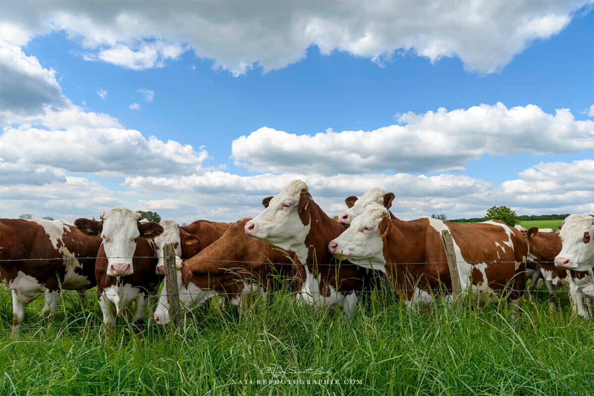 Troupeaux de vaches