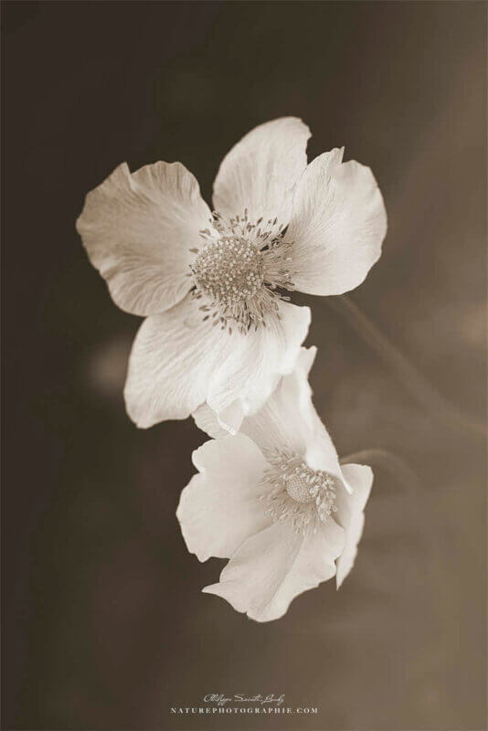 Fleurs en sépia