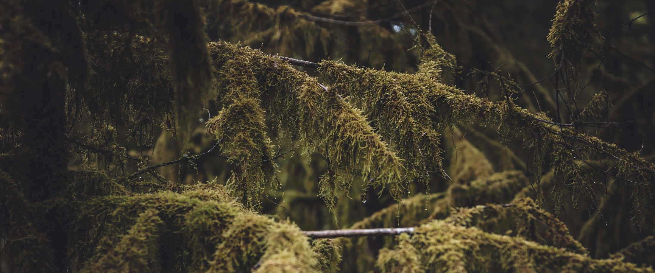 Photos nature divers