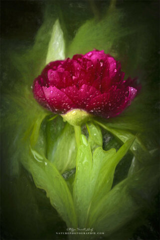 Pivoine en paintographie