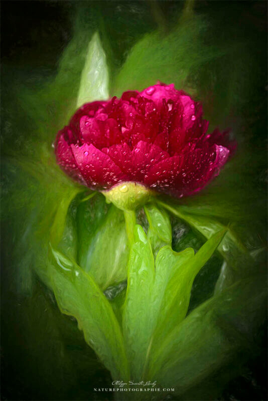 Pivoine en paintographie