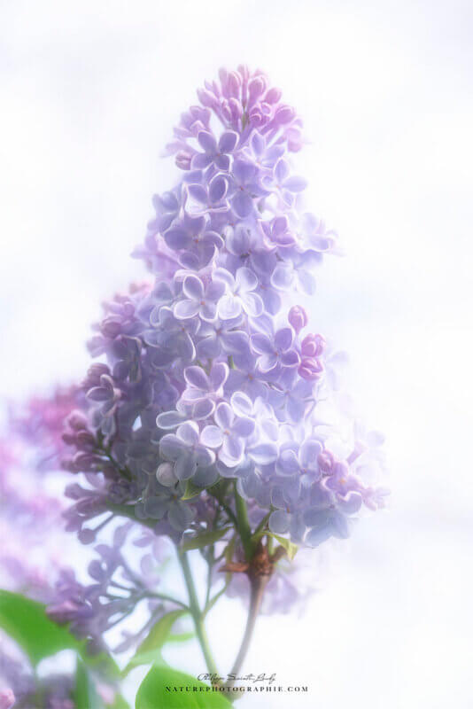 High key et lilas