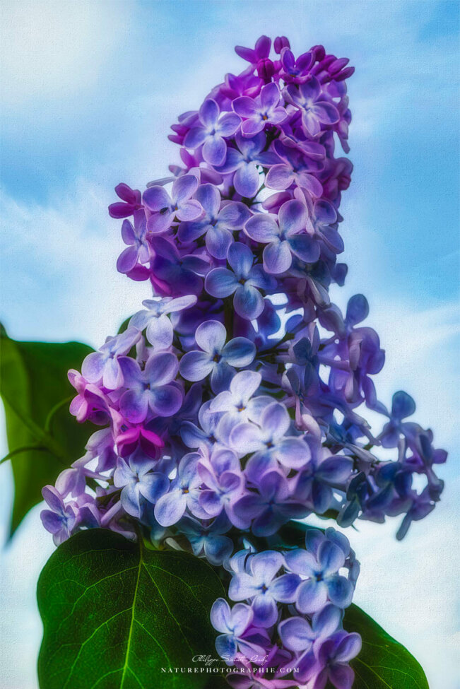 Lilas avec effet paintographie