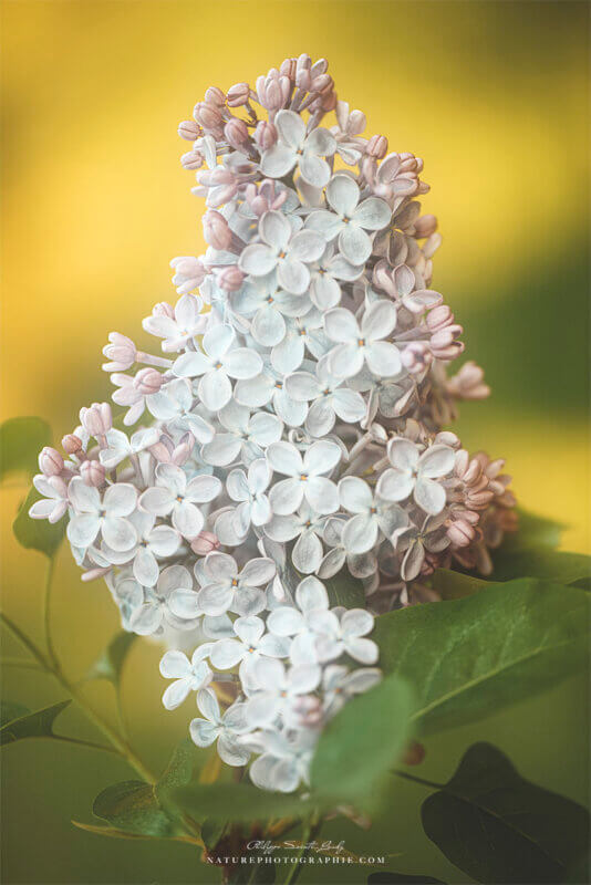 Lilas blanc